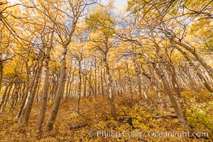 Sierra Nevada Fall Colors, North Lake, Bishop Creek Canyon, Populus tremuloides, Bishop Creek Canyon, Sierra Nevada Mountains