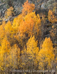 Aspen Trees and Sierra Nevada Fall Colors, Bishop Creek Canyon, Populus tremuloides, Bishop Creek Canyon, Sierra Nevada Mountains