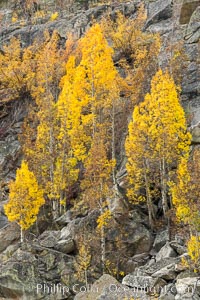 Aspen Trees and Sierra Nevada Fall Colors, Bishop Creek Canyon, Populus tremuloides, Bishop Creek Canyon, Sierra Nevada Mountains