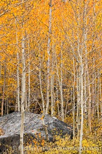 Aspen Trees and Sierra Nevada Fall Colors, Bishop Creek Canyon, Populus tremuloides, Bishop Creek Canyon, Sierra Nevada Mountains