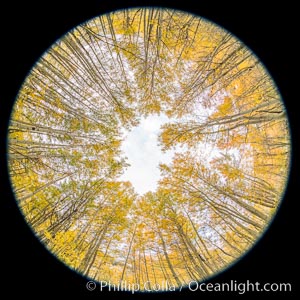 Aspen Trees and Sierra Nevada Fall Colors, Bishop Creek Canyon, Populus tremuloides, Bishop Creek Canyon, Sierra Nevada Mountains