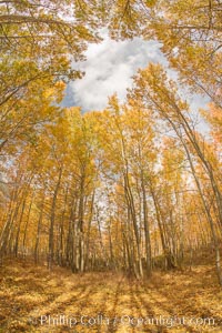 Aspen Trees and Sierra Nevada Fall Colors, Bishop Creek Canyon, Populus tremuloides, Bishop Creek Canyon, Sierra Nevada Mountains