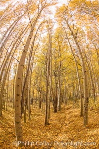 Quaking Aspen Trees during autumn, Bishop Creek Canyon, Populus tremuloides, Bishop Creek Canyon, Sierra Nevada Mountains