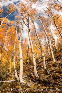 Aspen Trees and Sierra Nevada Fall Colors, Bishop Creek Canyon. Bishop Creek Canyon, Sierra Nevada Mountains, California, USA, Populus tremuloides, natural history stock photograph, photo id 36447