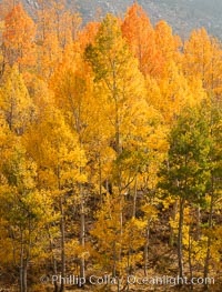 Aspen Trees and Sierra Nevada Fall Colors, Bishop Creek Canyon, Populus tremuloides, Bishop Creek Canyon, Sierra Nevada Mountains