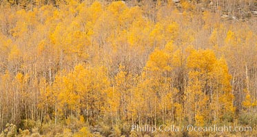 Aspen Trees and Sierra Nevada Fall Colors, Bishop Creek Canyon, Populus tremuloides, Bishop Creek Canyon, Sierra Nevada Mountains