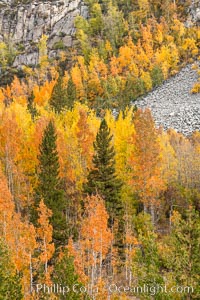 Aspen Trees and Sierra Nevada Fall Colors, Bishop Creek Canyon, Populus tremuloides, Bishop Creek Canyon, Sierra Nevada Mountains