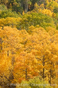 Aspen Trees and Sierra Nevada Fall Colors, Bishop Creek Canyon, Populus tremuloides, Bishop Creek Canyon, Sierra Nevada Mountains