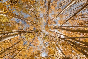 Aspen Trees and Sierra Nevada Fall Colors, Bishop Creek Canyon, Populus tremuloides, Bishop Creek Canyon, Sierra Nevada Mountains