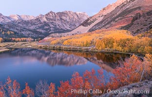 Sierra Nevada fall colors in soft predawn light, North Lake, Bishop Creek Canyon, Populus tremuloides, Bishop Creek Canyon, Sierra Nevada Mountains