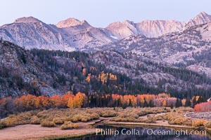 Sierra Nevada fall colors in soft predawn light, North Lake, Bishop Creek Canyon, Populus tremuloides, Bishop Creek Canyon, Sierra Nevada Mountains