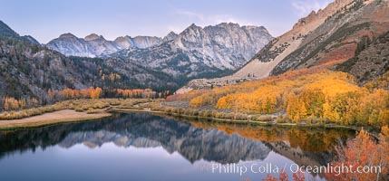 Sierra Nevada fall colors in soft predawn light, North Lake, Bishop Creek Canyon, Populus tremuloides, Bishop Creek Canyon, Sierra Nevada Mountains