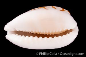 Sieve Cowrie., Cypraea cribraria, natural history stock photograph, photo id 07989