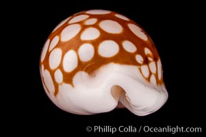 Sieve Cowrie, Cypraea cribraria