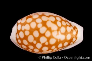 Sieve Cowrie, Cypraea cribraria comma