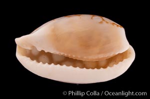 Sieve Cowrie., Cypraea cribraria, natural history stock photograph, photo id 08197