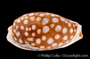 Sieve Cowrie., Cypraea cribraria, natural history stock photograph, photo id 08353