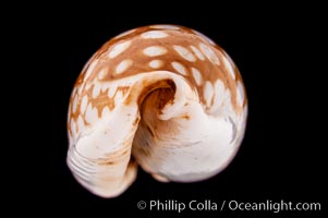 Sieve Cowrie, Cypraea cribraria