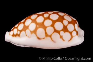 Sieve Cowrie., Cypraea cribraria, natural history stock photograph, photo id 07990
