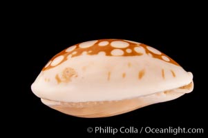 Sieve Cowrie, Cypraea cribraria