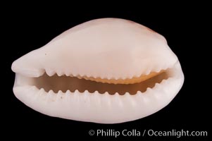 Sieve Cowrie, Cypraea cribraria comma