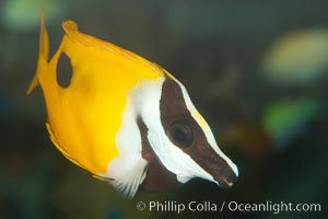 Onespot rabbitfish, Siganus unimaculatus