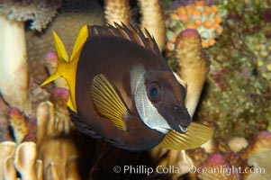 Bicolored foxface rabbitfish, Siganus uspi