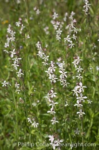 Windmill pink blooms in spring, Batiquitos Lagoon, Carlsbad, Silene gallica