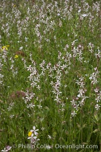 Windmill pink blooms in spring, Batiquitos Lagoon, Carlsbad, Silene gallica