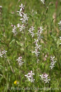 Windmill pink blooms in spring, Batiquitos Lagoon, Carlsbad, Silene gallica