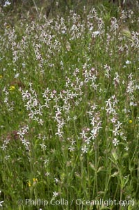 Windmill pink blooms in spring, Batiquitos Lagoon, Carlsbad, Silene gallica