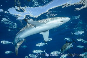 Silky Shark at San Benedicto Islands, Revillagigedos, Mexico