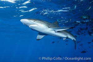 Silky Shark at San Benedicto Islands, Revillagigedos, Mexico, Carcharhinus falciformis, Socorro Island (Islas Revillagigedos)