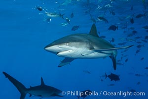 Silky Shark at San Benedicto Islands, Revillagigedos, Mexico, Carcharhinus falciformis, Socorro Island (Islas Revillagigedos)