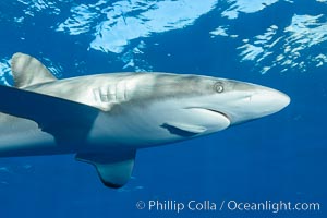 Silky Shark at San Benedicto Islands, Revillagigedos, Mexico