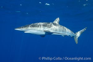 Silky Shark at San Benedicto Islands, Revillagigedos, Mexico, Carcharhinus falciformis, Socorro Island (Islas Revillagigedos)