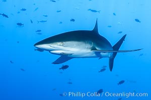 Silky Shark at San Benedicto Islands, Revillagigedos, Mexico, Carcharhinus falciformis, Socorro Island (Islas Revillagigedos)