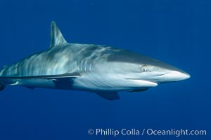 Silky Shark at San Benedicto Islands, Revillagigedos, Mexico