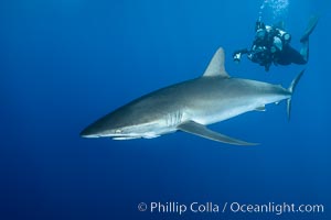 Silky Shark at San Benedicto Islands, Revillagigedos, Mexico, Carcharhinus falciformis, Socorro Island (Islas Revillagigedos)