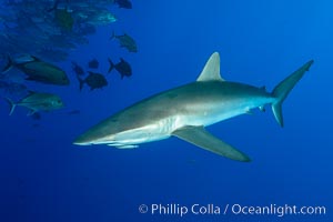 Silky Shark at San Benedicto Islands, Revillagigedos, Mexico, Carcharhinus falciformis, Socorro Island (Islas Revillagigedos)