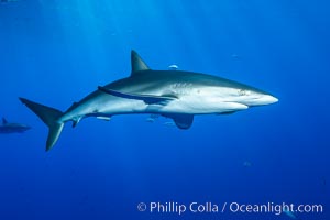 Silky Shark at San Benedicto Islands, Revillagigedos, Mexico, Carcharhinus falciformis, Socorro Island (Islas Revillagigedos)