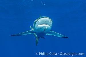 Silky Shark at San Benedicto Islands, Revillagigedos, Mexico, Carcharhinus falciformis, Socorro Island (Islas Revillagigedos)