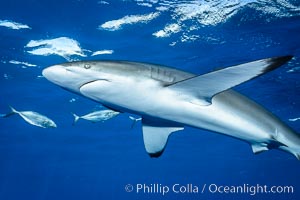 Silky Shark at San Benedicto Islands, Revillagigedos, Mexico, Carcharhinus falciformis, Socorro Island (Islas Revillagigedos)