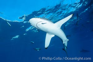 Silky Shark at San Benedicto Islands, Revillagigedos, Mexico, Carcharhinus falciformis, Socorro Island (Islas Revillagigedos)