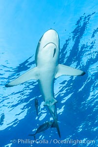 Silky Shark at San Benedicto Islands, Revillagigedos, Mexico. Socorro Island (Islas Revillagigedos), Baja California, Carcharhinus falciformis, natural history stock photograph, photo id 33324