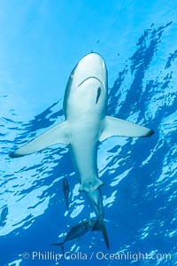 Silky Shark at San Benedicto Islands, Revillagigedos, Mexico, Carcharhinus falciformis, Socorro Island (Islas Revillagigedos)