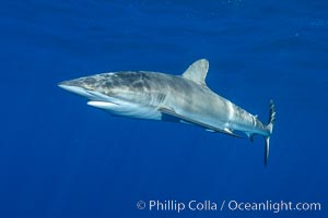 Silky Shark at San Benedicto Islands, Revillagigedos, Mexico, Carcharhinus falciformis, Socorro Island (Islas Revillagigedos)