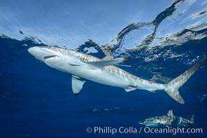 Silky Shark at San Benedicto Islands, Revillagigedos, Mexico, Carcharhinus falciformis, Socorro Island (Islas Revillagigedos)