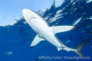 Silky Shark at San Benedicto Islands, Revillagigedos, Mexico, Carcharhinus falciformis, Socorro Island (Islas Revillagigedos)