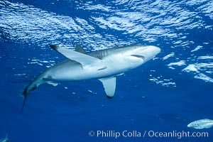 Silky Shark at San Benedicto Islands, Revillagigedos, Mexico, Carcharhinus falciformis, Socorro Island (Islas Revillagigedos)